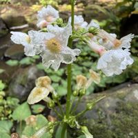 クリンソウ,樹上小屋,クリンソウ　スケルトン化,スマホ撮影,赤城自然園の画像