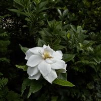 クチナシの画像