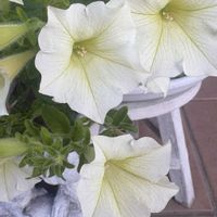 ペチュニア,サフィニア,花のある暮らし,ながーく咲いてね,日々に感謝の画像
