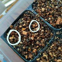 白菜,種まき,植物のある暮らし,オレンジクイン,無農薬 無化学肥料栽培の画像