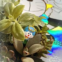 ベビーサンローズ,月兎耳,多肉植物 寄せ植え,多肉植物の寄せ植え,ベビーサンローズ(斑入り)の画像