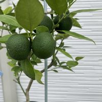 すだち,収穫,柑橘類,趣味の園芸♡,夏の庭にての画像