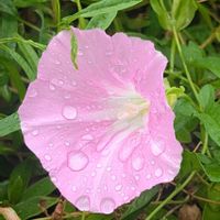 ヒルガオ,お花,ウォーキングにての画像