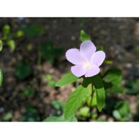 ドラゴンフルーツ,バーベナ,フウリンブッソウゲ,ワタ,アロエ ピンクブラッシュの画像