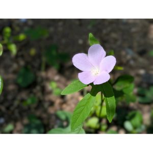 ドラゴンフルーツ,バーベナ,フウリンブッソウゲ,ワタ,アロエ ピンクブラッシュの画像