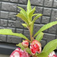 ホウセンカ,ホウセンカの画像