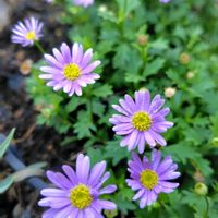 ブラキカム,青(紫)の花が好き❤︎,ウクライナに平和を,庭の画像