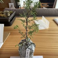 真柏,ミニ盆栽の画像