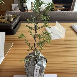 真柏,ミニ盆栽の画像