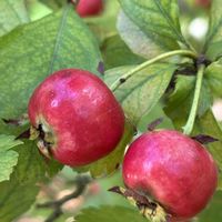 サンザシ,ウド,ウド,佐倉くらしの植物苑の画像