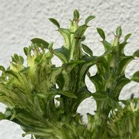 ユーフォルビア マハラジャ,鉢植え,変身植物の画像