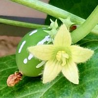サボテン,オキナワスズメウリ,サボテン　士童,実生 オキナワスズメウリ,オキナワスズメウリの実の画像