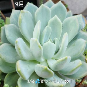 セダム,エケベリア,アズール ブルー,多肉植物,多肉植物寄せ植えの画像