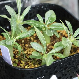 塊根植物,実生,パキポ,GSのみなさんに感謝♡,GS皆様ありがとうの画像