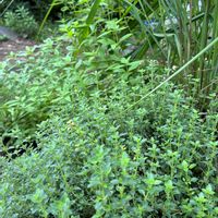 レモングラス,レモンバーベナ,レモンタイム,ハーブの寄せ植え,落葉の画像