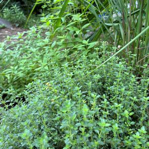 レモングラス,レモンバーベナ,レモンタイム,ハーブの寄せ植え,落葉の画像