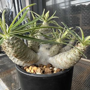 グラキリス,パキポディウム・グラキリス,パキポディウム グラキリス,多肉植物,塊根植物の画像