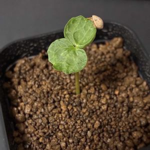 コミフォラ モンストローサ,観葉植物,塊根植物,実生,コミフォラの画像
