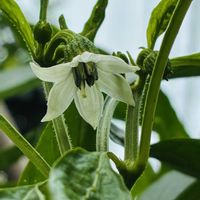 シシトウの花,シシトウの花,シシトウ,鉢植え,おうち園芸の画像