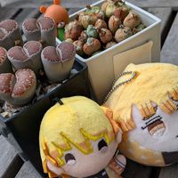 コノフィツム,リトープス,多肉植物,多肉寄せ植え,リトープス属の画像