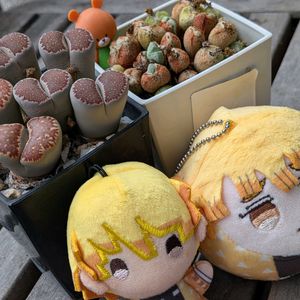 コノフィツム,リトープス,多肉植物,多肉寄せ植え,リトープス属の画像