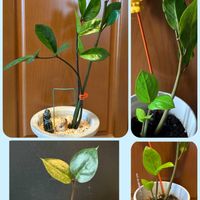 ザミオクルカス,室内,窓際,揷し木、挿し芽の画像