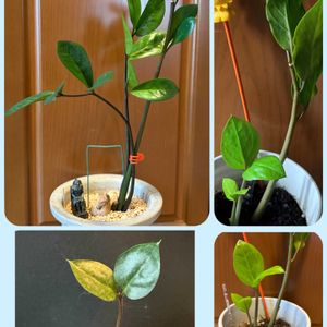 ザミオクルカス,室内,窓際,揷し木、挿し芽の画像
