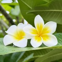 プルメリア,花芽,花のある暮らし,熱帯植物,フェイク・造花の画像
