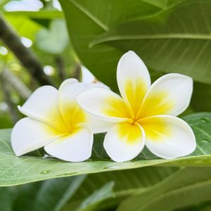 プルメリア,花芽,花のある暮らし,熱帯植物,フェイク・造花の画像