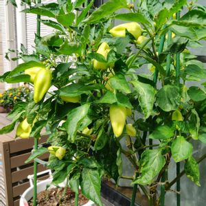 太陽のパプリカ☆,夏野菜,植物のある暮らし,プランター菜園,コンテナ菜園の画像