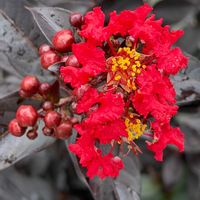 アジサイ,サルスベリ,プルメリア,アジサイ北の恵,百日紅　サンセットマジックの画像