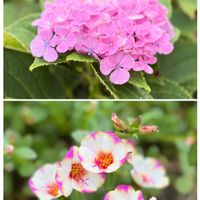アジサイ,ブルーサルビア,ポーチュラカ,日々草,夏の花の画像