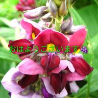 水やり,ヤエ菜園,作東の朝日,昨夜の一品,葉物種蒔きの画像