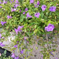 白菜(黄芯),白菜,ニチニチ草,バラ、薔薇、ばら,サボテンの花✨の画像
