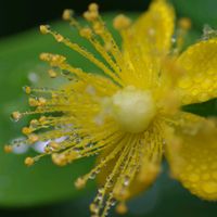 ヒペリカム,頑張れ✊,ちっちゃいものクラブ,グリーンアクセサリー♪,yu ＆ゆうクラブの画像
