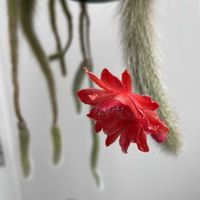 ヒモサボテン,金紐,ヒルデウィンテラ・カラデモノニス,多肉植物,観葉植物の画像