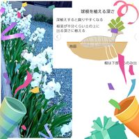ジャーマンアイリス,花いっぱい運動の画像