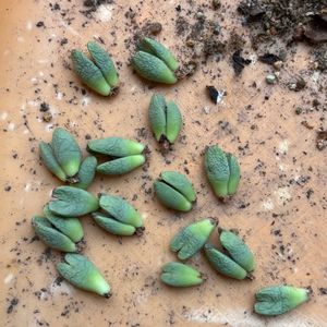 コノフィツム,多肉植物,挿し木,多肉植物とサボテン,コノフィツム属の画像