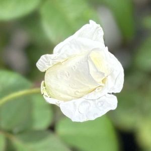薔薇,薔薇 オスカル・フランソワ,葉挿しっ子,白バラ,美しい✨✨の画像