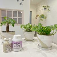 観葉植物,リメイク鉢,植物大好き,ガーデニング初心者,今の庭の画像