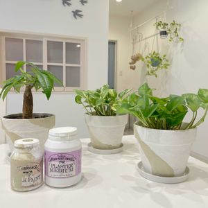 観葉植物,リメイク鉢,植物大好き,ガーデニング初心者,今の庭の画像