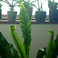 オオタニワタリ,アスプレニウム,サンセベリア,多肉植物,観葉植物の画像