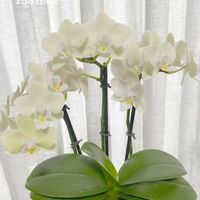 ミニ胡蝶蘭,お盆,植物のある暮らし,植物の生命力,部屋の画像