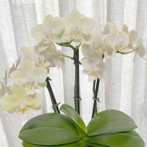 ミニ胡蝶蘭,お盆,植物のある暮らし,植物の生命力,部屋の画像