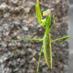 クチナシ,セルリア,ピンクッション,オオカマキリの画像