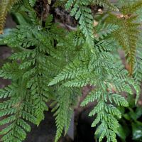 トキワシノブ,シノブ,green,植物が好き,庭の画像