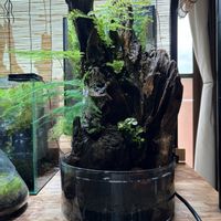 アスパラガス,シダ植物,流木,アクアテラリウム？,水の流れるテラリウムの画像