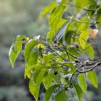 ハナミズキ,花水木,柿の実,キツネノカミソリの実,鹿子蛾（カノコガ）の画像