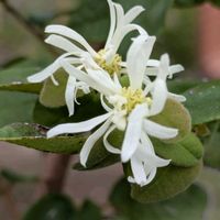 トキワマンサク,トキワマンサク  白,気になって,ひらひらの花ビラ,公園広場の画像