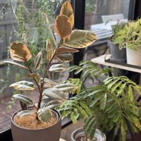 エバーフレッシュ,エバーフレッシュ,フィカス・ティネケ,フィカス・ティネケ,花のある暮らしの画像